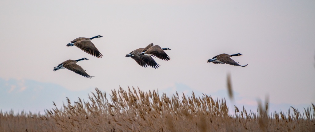 flock-of-canadian-geese-flying-around-the-great-salt-lake-in-utah-the-us.jpg